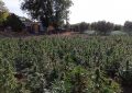 Scoperta e sequestrata grossa piantagione di marijuana a San Marco in Lamis: arrestato il detentore