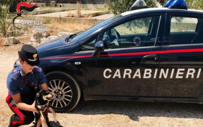Legato ad un tronco sotto il sole: Carabinieri salvano cane denutrito  