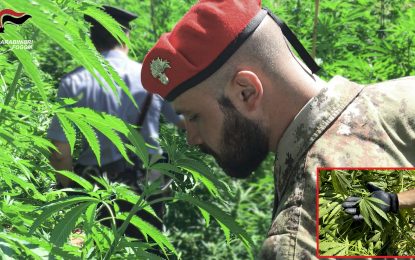 Scoperta piantagione di marijuana a Cagnano Varano: denunciato 29enne