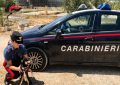 Legato ad un tronco sotto il sole: Carabinieri salvano cane denutrito  