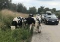 Vieste, mucche in strada causano incidente: sequestrati 4 bovini