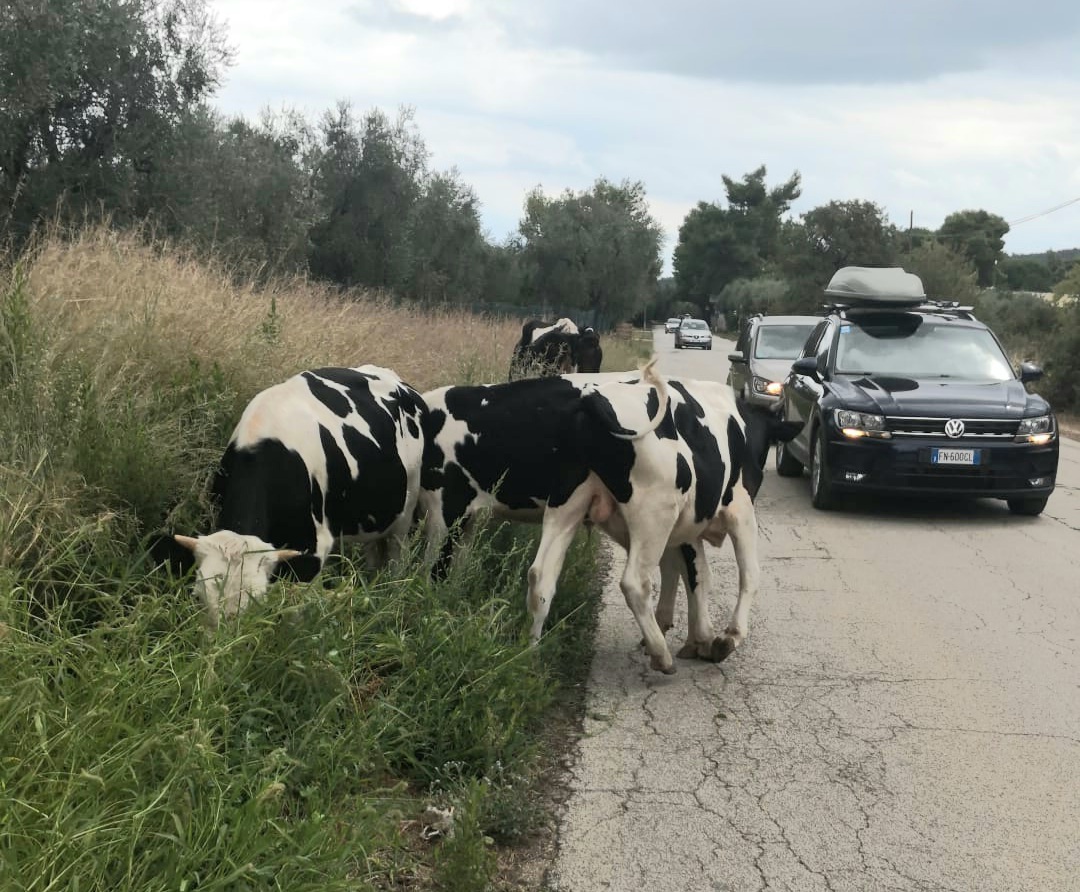 Vieste, mucche in strada causano incidente: sequestrati 4 bovini - Vimarsana News